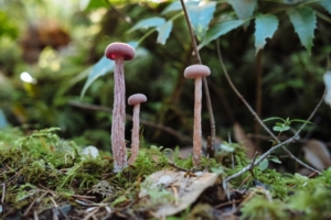 Why Are Psychedelics Illegal?