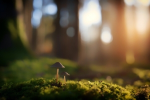 Psilocybin Four Times More Effective Than Antidepressants, Study Finds