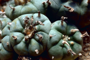 The Benefits of Peyote: Ancient Wisdom, Modern Medicine