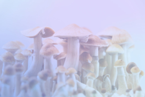 A Second Washington City Approves Decriminalizing Psychedelics