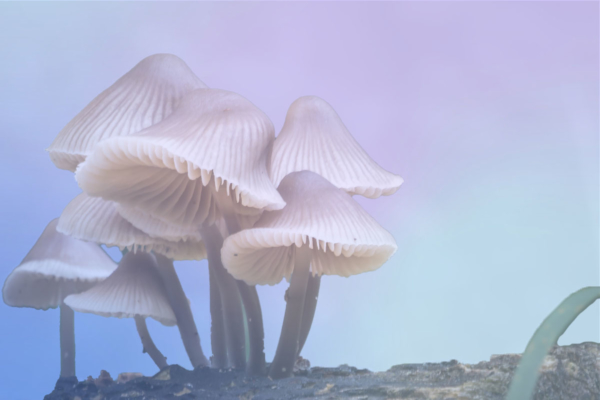 Mushrooms Have Their Own Language, New Study Suggests