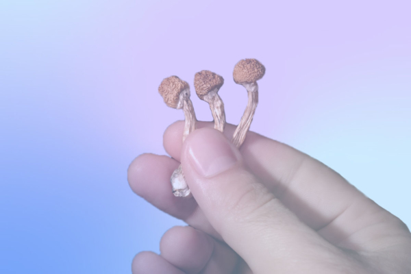 New Study Links Psilocybin to Lower Risk of Opioid Addiction