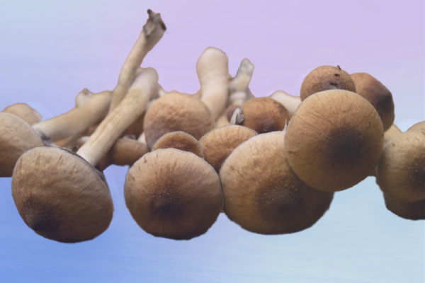 How to Microdose Psilocybin According to Paul Stamets: The Stamets Stack