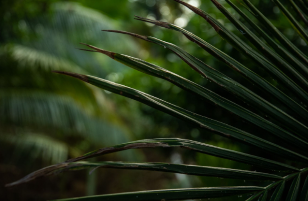 Ayahuasca vs. Psilocybin Mushroom Retreats: The Ultimate Guide