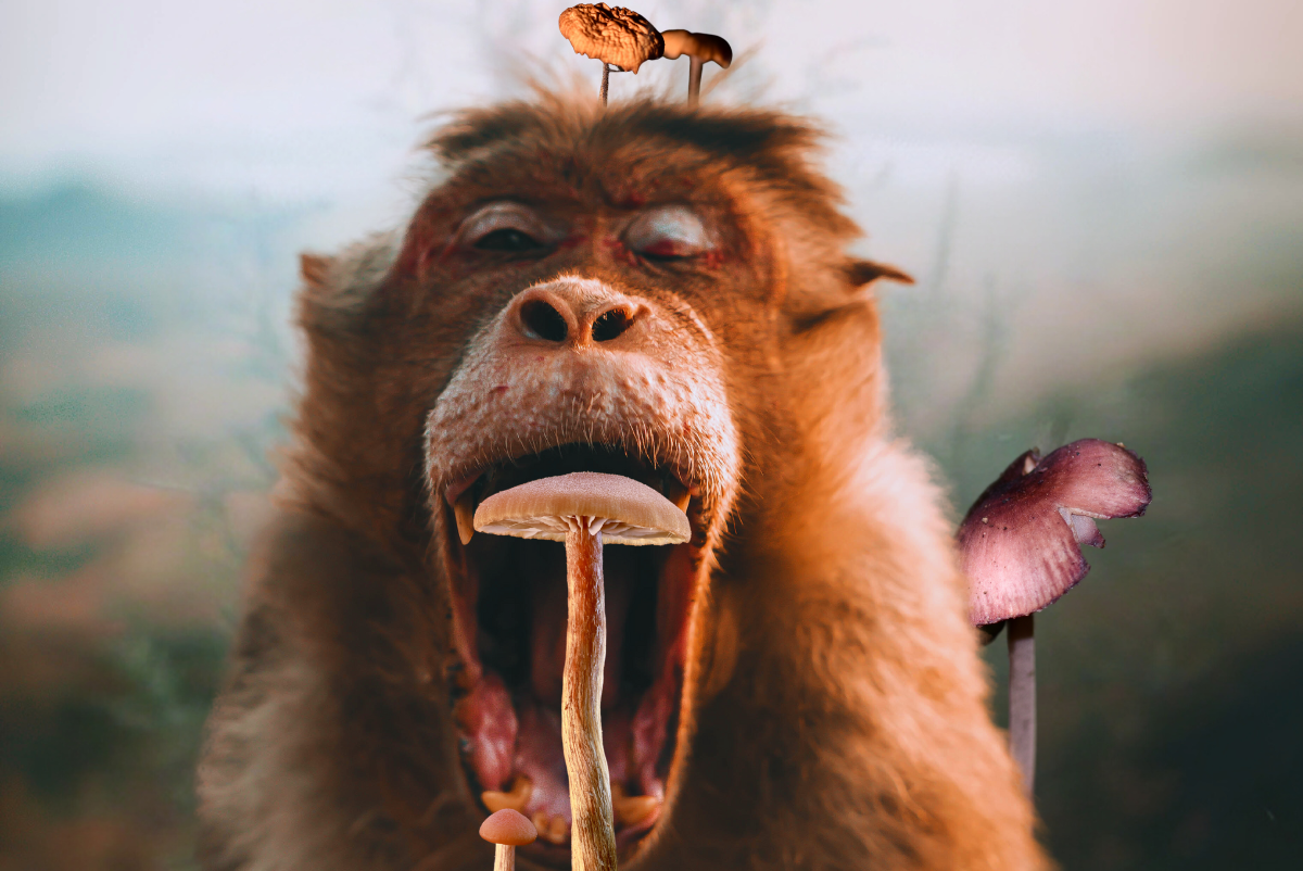 Why Do Shrooms Make You Yawn